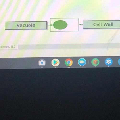 Look at the diagram of the plant

cell above.
Describe the structure/look of
the vacuole.
How does