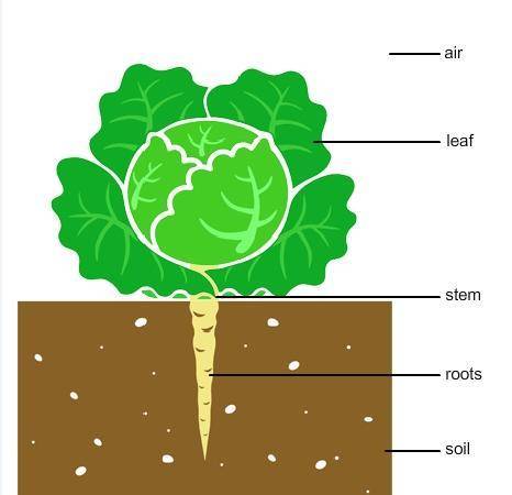 This diagram shows a simple model of how a cabbage plant grows. Explain the roles of the leaves and