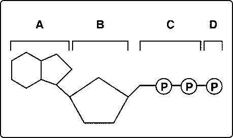 Students in biology class were presented with the model above and asked to revise the model to show