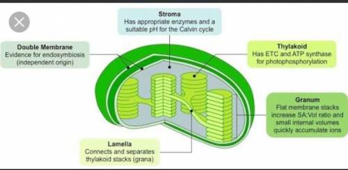 Which structure in the chloroplast diagram is adapted to carry out chemiomosis?