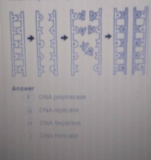 Question 6 Enzymes, which are specialized proteins, help perform the tasks of DNA replication, Whic