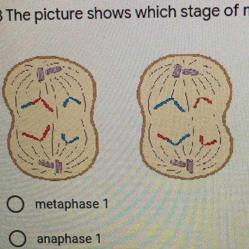 3 The picture shows which stage of meiosis?

A metaphase 1
B anaphase 1
C anaphase 2
D metaphase 2