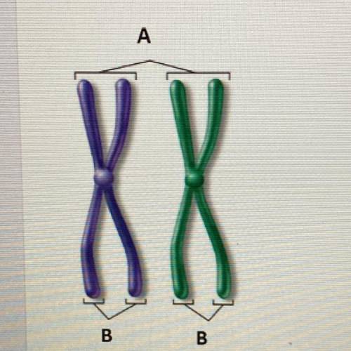 10. Name the structures: A______

and B_____
A Sister chromatids, homologous chromosomes
B Non-sis