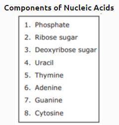 Eight components of Nucleic Acids are listed in the box.

Which components bond with adenine in a