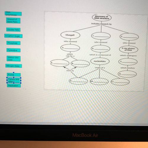 DNA structure and discovery concept map