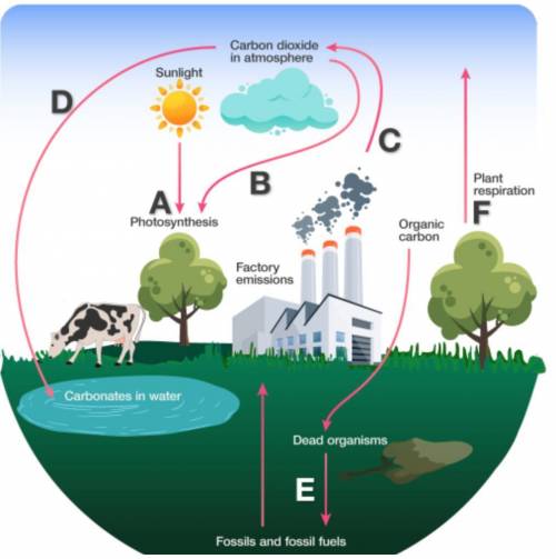 The Carbon Cycle Activity Worksheet

Instructions: Answer the questions below using the reference
