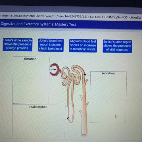 Drag each label to the correct location on the image.

Nephrons, the functional unit of kidneys, a