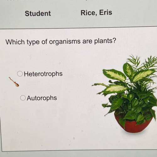 Which type of organisms are plants?