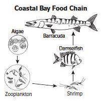 This food chain can be found in the coastal waters of Georgia.

The population of which organism i