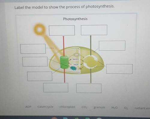 Label the model to show the process of photosynthesis, Photosynthesis АТР DPH NADP ADP Calvin cycle