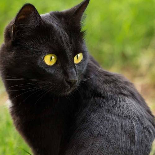 Free points.

Random question: what cat breed is this? you can get brainliest if you answer correc