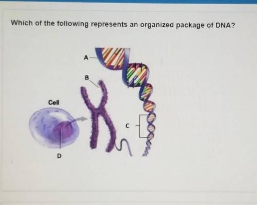 Which of the following represents an organized package of DNA?