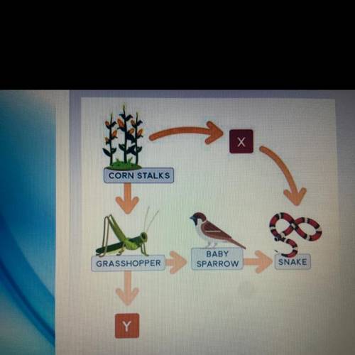 If a certain organism is a primary consumer, what best explains its position in the food web? (See