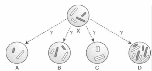 Consider the diagram above. The cell labeled X contains four chromosomes. Which of the four cells