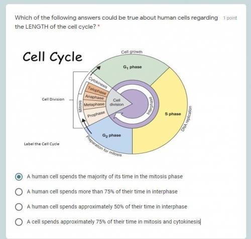 Which of the following answers could be true about human cells regarding the LENGTH of the cell cyc