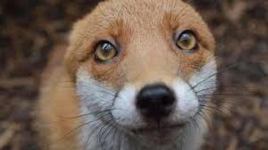 #savethefoxes2020 this is for walking aka agent fox