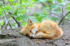 #savethefoxes2020 this is for walking aka agent fox