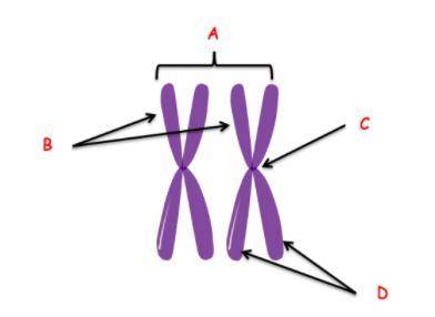 Label the tetrad with the following terms: tetrad, centromere, sister chromatids, nonsister chromat