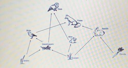 Look at the food web below which list of organisms could be considered consumers in this terrestria