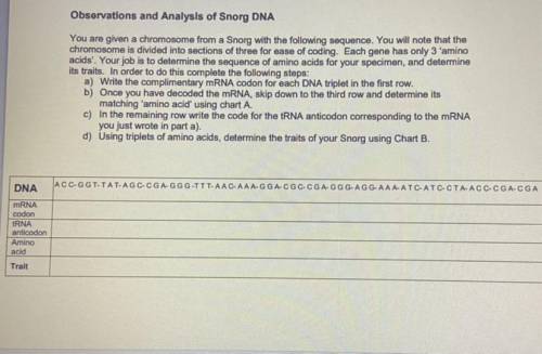 Observations and Analysis of Snorg DNA

You are given a chromosome from a Snorg with the following