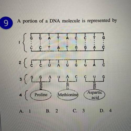 I will give you 5 stars and a thank you, please help!

A portion of a DNA molecule is represented