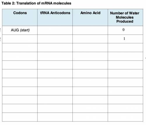 Data Table 2: Translation of mRNA molecules Codons tRNA Anticodons Amino Acid Number of Water Molec
