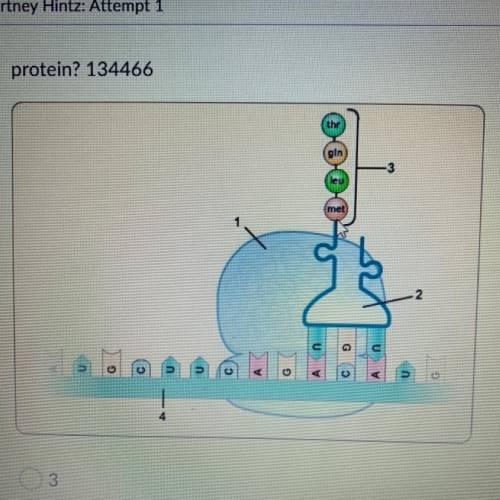 Which molecule in the diagram determines the sequence of the amino acids in the

protein? 134466
3