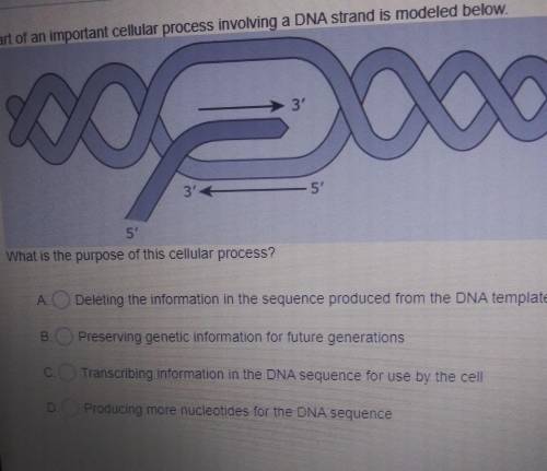 Part of an important cellular process involving a DNA strand is modeled below. What is the purpose