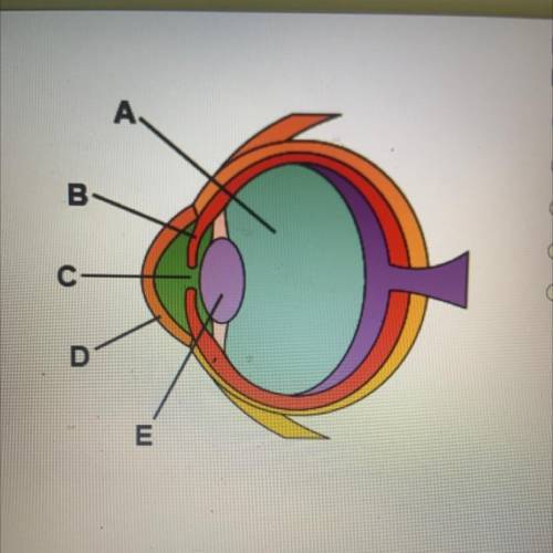 Refer to the diagram to answer the question. VWhich
part of the eye enables it to focus?