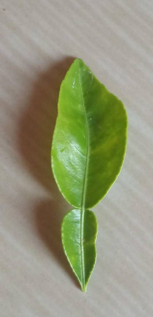 What is the name of this leaf