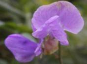 Bio on edge!!!

Identify the terms using the following picture:
A purple sweet pea is shown. 
-Ite