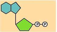What molecule is represented by the molecular model shown below? (4 points)

The molecule is made