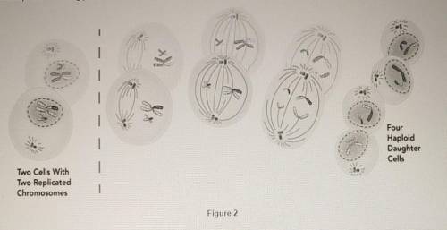 Refer to the diagram (Figure 2) provided below. Which process is taking place?

A. Meiosis | B. Me