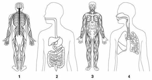 Look at the diagrams modeling some of the body systems.

Which pair of diagrams must be included i
