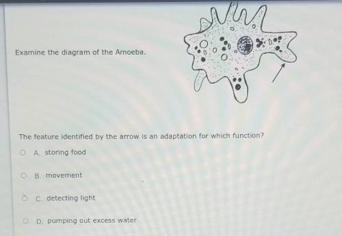 Examine the diagram of the Amoeba. The feature identified by the arrow is an adaptation for which f