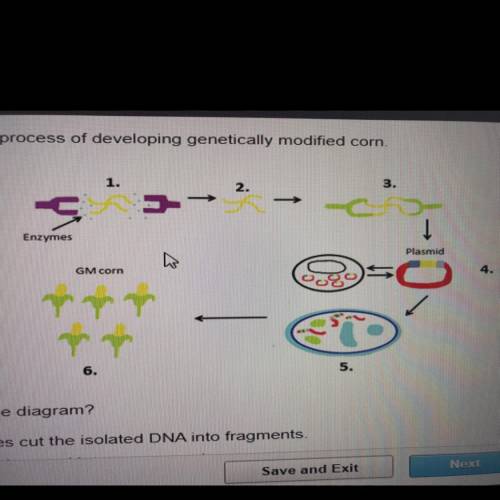 What occurs at step 3 in the diagram?

O The restriction enzymes cut the isolated DNA into fragmen