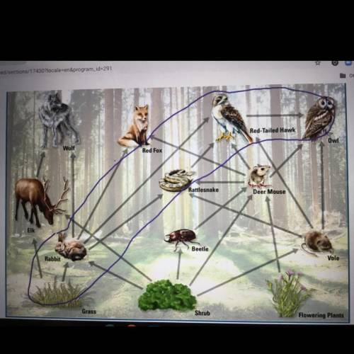 1. Why do no arrows point to any producers in this food web?

2. What is an example of a direct ef
