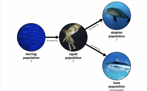 Scientists have been studying four populations in one area of the Atlantic Ocean. In this area, bot