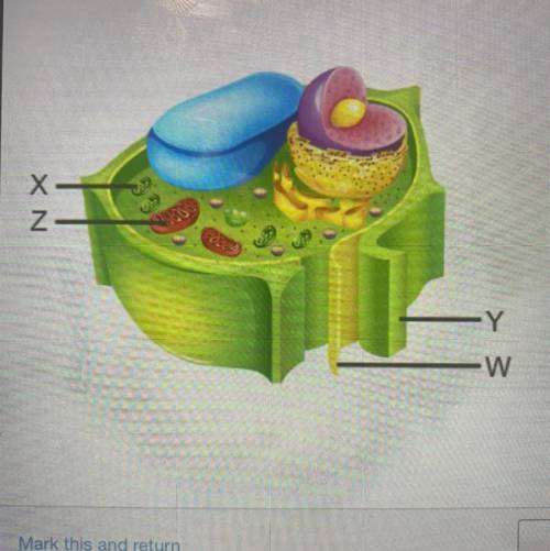 Study the diagram of a cell.

Which structures are found in both plant and animal
cells?
Wand X
W