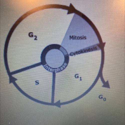Consider the illustration of the cell cycle what is the purpose of the area labeled S in the cycle￼