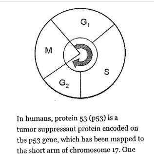 In humans, protein 53 (p53) is a tumor suppressant protein encoded on the p53 gene, which has been