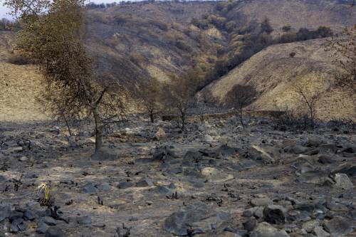 Look at the first photo of an area that just experienced a wildfire.

In the next few years, what