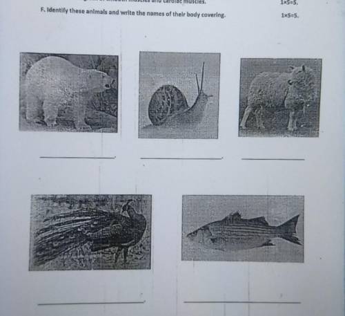 F. Identify these animals and write the names of their body covering.