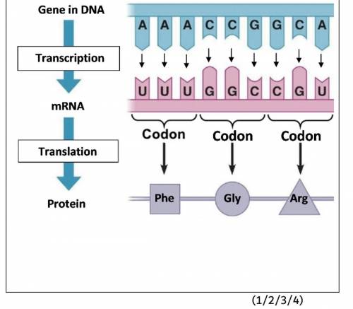 ASAP IMAGE IS ATTACHED THIS IS NOT DIFFICULT

There are only 4 types of nucleotides in mRNA and 20