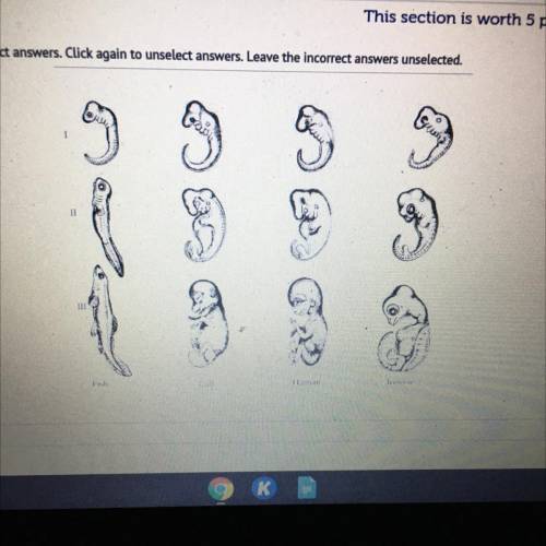 The illustration above depicts different embryological stages of 4 different vertebrates. Choose al