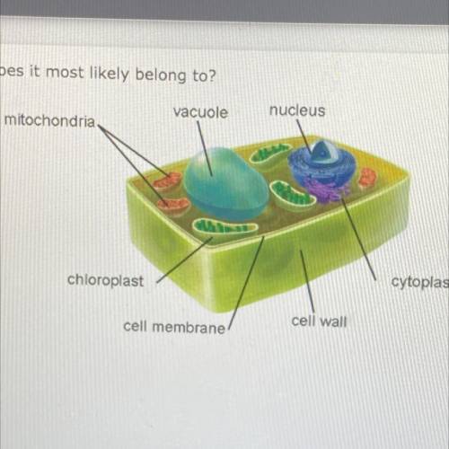 Examine the cell below. What kingdom does it most likely belong to?

vacuole
nucleus
mitochondria
