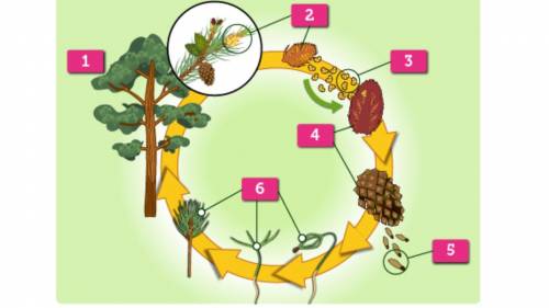 The diagram shows the life cycle of a pine tree.
 

What happens during the stage lableled 6
A. You