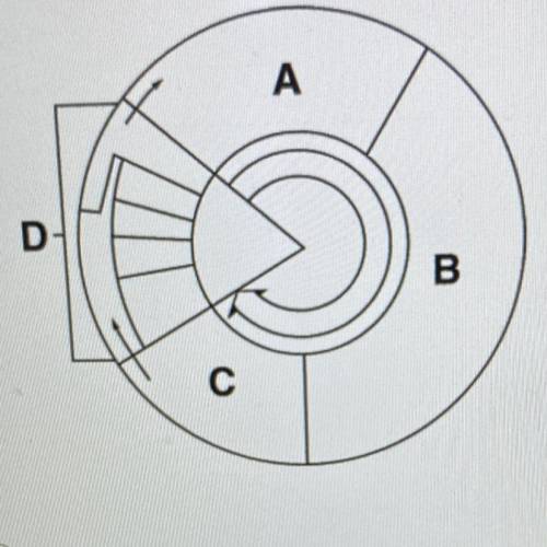 In the diagram below, cell division is represented by what letter?

A
D
B.
с
a
A