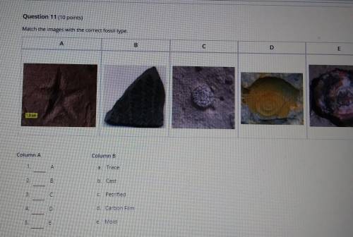 Match the images with the correct fossil type