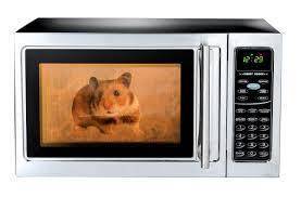 Yoooo microwaved hamster